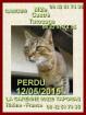 Chat tigré, castré, tatoué, perdu depuis mai 2015, sur... - Miniature
