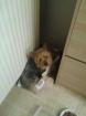 Donne chien de type yorkshire - Miniature