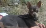 Perdu  chihuahua - Miniature