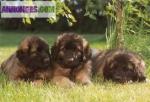 Chiots léonberg lof a reserver - Miniature