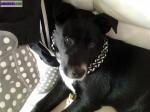Chien type labrador - Miniature
