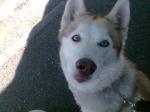 Donne husky siberien femelle - Miniature