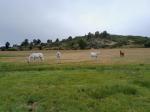 La retraite de vontre cheval en lozère - Miniature