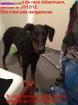 Recherche d'un dobermann - Miniature