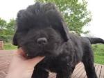 Magnifiques chiot type terre neuve non lof - Miniature