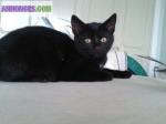 Chatons - Miniature