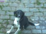 Don chien - Miniature