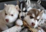 Chiot de type husky sibérien  - Miniature