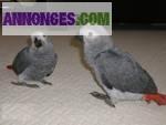 Donne couple de gris du gabon - Miniature