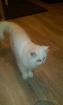 Urgent cherche persan à adopter  - Miniature