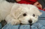 Chiots bichon maltaise disponible - Miniature