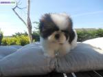 Donne merveilleux deux chiots types shih tzu - Miniature