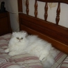 Adorable chaton persan a donner - Miniature