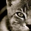 Service garde animaux vacances - Miniature