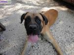 Boxer type malinois - Miniature