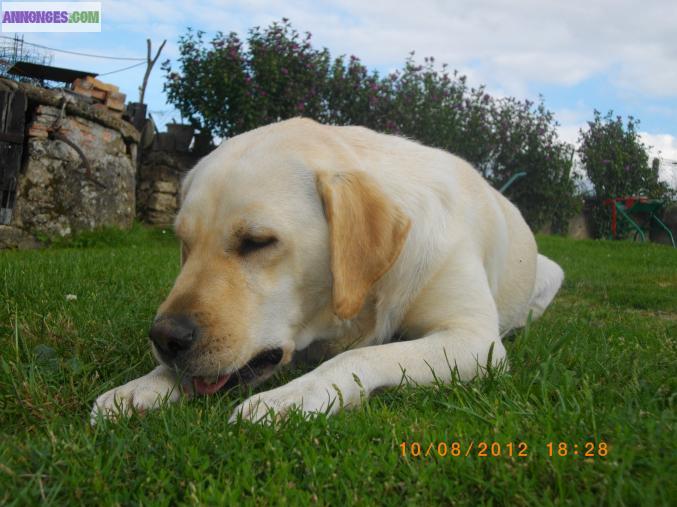 Chiots labrador, croisé épagneul breton