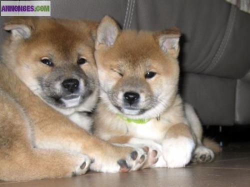 Chiots de type shiba inu a adopter
