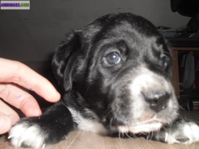 Chiots labrador, croisé épagneul breton