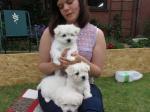 03 chiots bichon maltais - Miniature