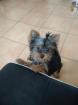 Chiot yorkshire terrier - Miniature