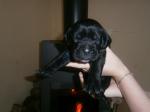 Chiot cane corso lof - Miniature