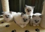 Splendide chatons type sacré de birmanie non lof - Miniature