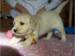 Chiot de type golden retriever  femelle  - Miniature