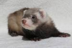 Furet zibeline - Miniature