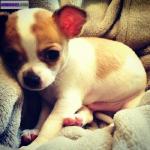 Chihuahua - Miniature