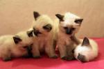Vend chatons type siamois / sacré de birmanie - seal point - Miniature