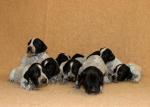 Chiots braques d’auvergne lof à réserver - Miniature