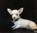 Chiots chihuahua males et femelles (mini et standard) - Miniature