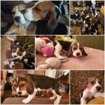 Magnifique chiots beagle  - Miniature