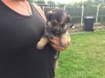 Magnifique chiots berger allemand inscrits au lof - Miniature