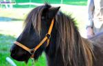 Prilly - atelier "approche du cheval" enfants... - Miniature