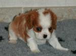 A donner cavalier king charles femelle - Miniature