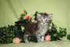 2 bébés maine coon cherchent famille d,acceuille urgent - Miniature