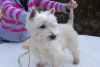 Chiots westie a donner contre grand soin - Miniature