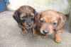 Superbes chiots teckels a donner pour adoption - Miniature