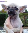 Vends pure race chiot chihuahua. - Miniature