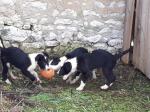 Chiots border collie  - Miniature