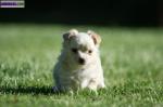 A donner chiot type chihuahua - Miniature