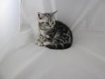 British shorthair - Miniature