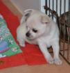 Offre adorable chiot chihuahua femelle lof - Miniature