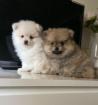 Jolies chiots spitz nain - Miniature