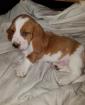 Beau basset hound - Miniature