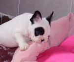 Donation de mon magnifique bouledogue - Miniature