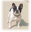 Bb  bouledogue francais - Miniature