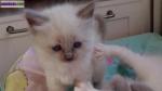 Chatons ragdoll - Miniature