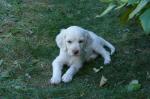 Chiots setters anglais - Miniature